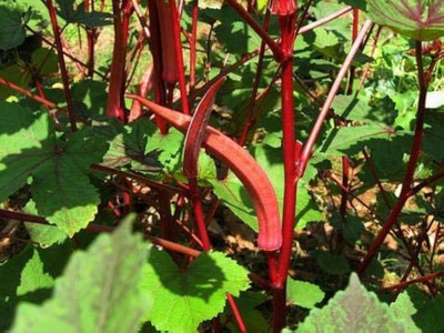 BJUBAS Red okra seeds pack of 22 Seed(22 per packet)