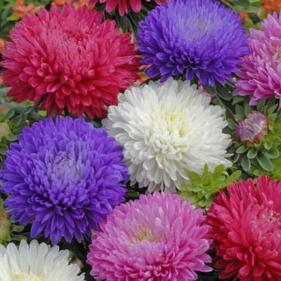 Lorvox Chrysanthemum Seed(25 per packet)