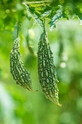 XOLDAA F1 BEST QUALITY BITTER GOURD SEEDS Seed(16 per packet)