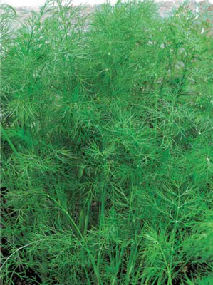 CYBEXIS XLR-74 - Bouquet Dill Herb - (2250 Seeds) Seed(2250 per packet)