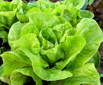 KNESSiN Lettuce Butterhead Seed(1250 per packet)