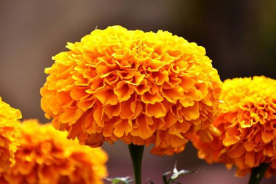 Bamboo marigold/gende ka phool flower seeds Seed(50 per packet)