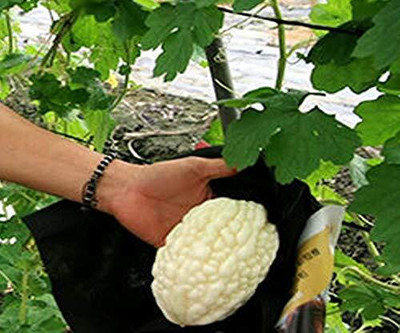 Qualtivate RES-1A Bitter gourd white chinese variety Seed(50 per packet)