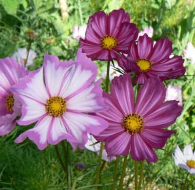 Quentova Cosmos picotee-5G-SNIG Seed(50 per packet)