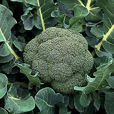 Qualtivate GBPT-5A Heirloom Broccoli Seeds Seed(300 per packet)