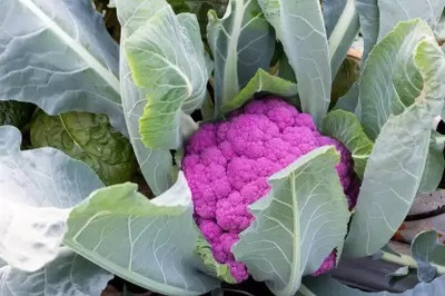 MAA Cauliflower, Gobi Seed(210 per packet)