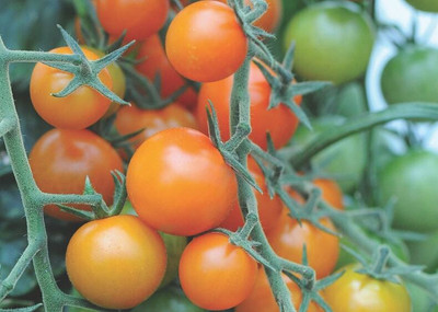 Quentova देसी टमाटर Tomato-US-4U Seed(250 per packet)