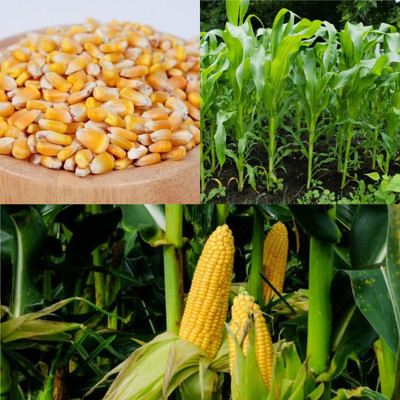 WILLVINE GBPUT -I Hybrid Pratap-9 Corn -[100g] Seed(400 per packet)