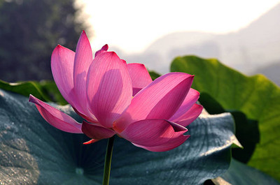 nizex lotus,kamal gatta Seed(15 per packet)