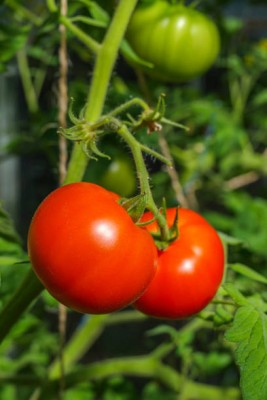 NATURAL LIVE tomato Seed(145 per packet)