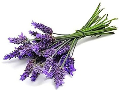 GARDENIFY INDIA Lavender seeds 30+ seeds herbs seeds Seed(30 per packet)