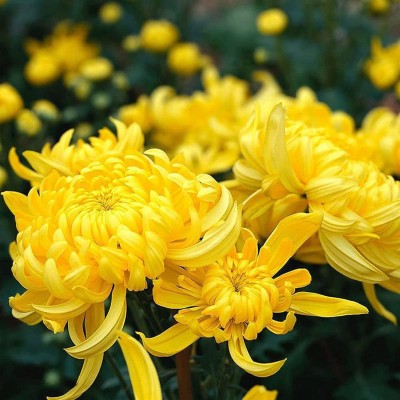 CYBEXIS VVI-38 - Non GMO Attractive Natural Yellow Chrysanthemum - (90 Seeds) Seed(90 per packet)