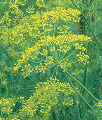 CYBEXIS GBPUT-61 - Mammoth Long Island Dill - (2250 Seeds) Seed(2250 per packet)