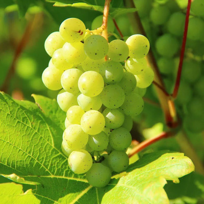 Quentova Extra Sweet green globe grapes-XIL-2D Seed(100 per packet)