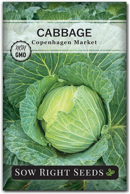 WILLVINE GOI -IX Copenhagen Market Cabbage Seed [50g] Seed(15000 per packet)