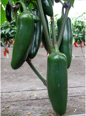 Biosnyg Easy to Grow Jedi Jalapeno Pepper Seeds for Home Gardening-(2000 Seeds) Seed(2000 per packet)