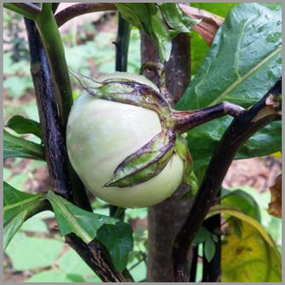 VibeX NBIR-76 - Brinjal/Leafy Brinjal (Egg Plant) - (150 Seeds) Seed(150 per packet)