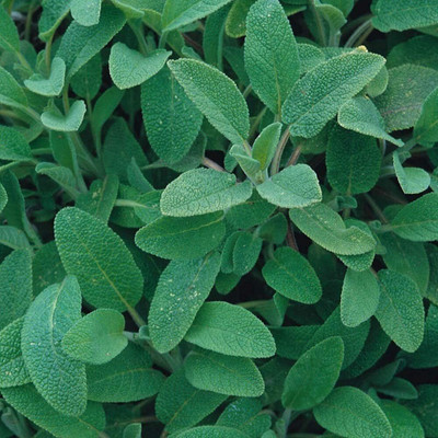 Qualtivate HUA-6A Herb - Sage Common Seed(100 per packet)