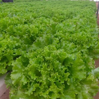 Quentova Green Batavia Lettuce-NDIR-9X Seed(250 per packet)