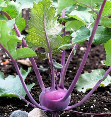CRGO TURNIP , SHALGAM Seed(90 per packet)