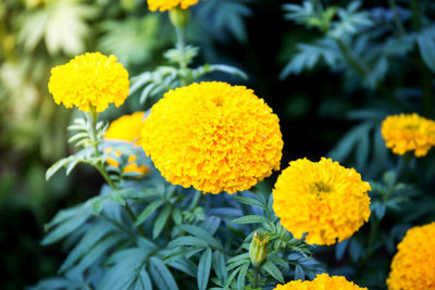 NATURE YARD marigold/gende ka phool flower seeds Seed(75 per packet)