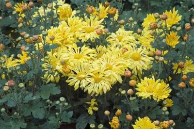 Vista Chrysanthemum yellow-starlet-spoon-mum Seed(40 per packet)