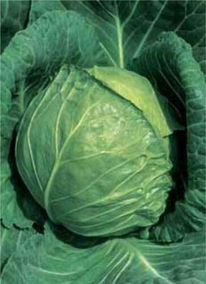 CYBEXIS Hybrid Late Flat Dutch Cabbage Seeds500 Seeds Seed(500 per packet)