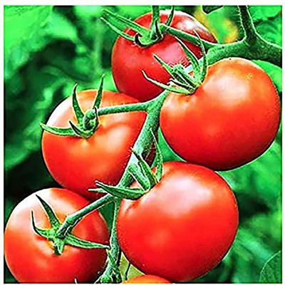 KNESSiN Easy to Grow Moneymaker Tomato Seeds For Growing - (400 Seeds) Seed(400 per packet)