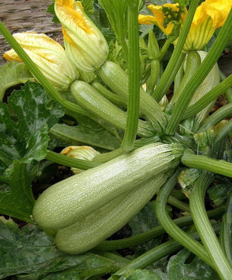 CYBEXIS TLX-7 - Zucchini Courgette Squash - (75 Seeds) Seed(75 per packet)