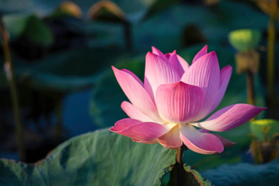 Click to buy lotus,kamal gatta Seed(11 per packet)