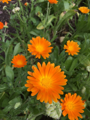 Lippy Calendula Flower Seed(100 per packet)