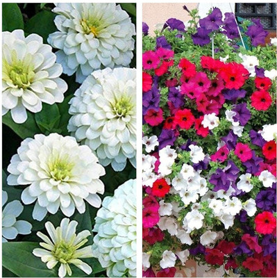 Aywal Zinnia White & Pentunia Flower Seed(30 per packet)