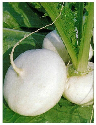 Quentova White Ball Turnip/Shalgam-PUA-5V Seed(250 per packet)