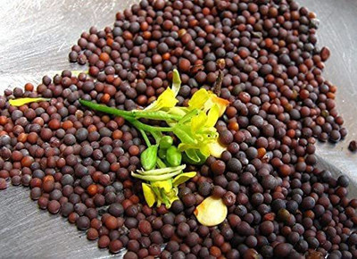 CYBEXIS NBIR-25 - Black Mustard Non GMO - (250 Seeds) Seed(250 per packet)