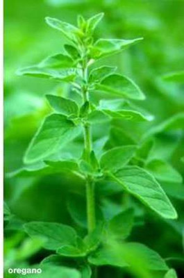CYBEXIS VXI-36 - Oregano Common Italian - (150 Seeds) Seed(150 per packet)