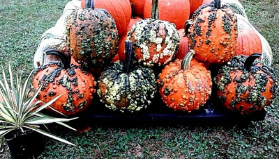 VibeX ® VXI-450 Warty Goblin Pumpkin Seeds Seed(50 per packet)
