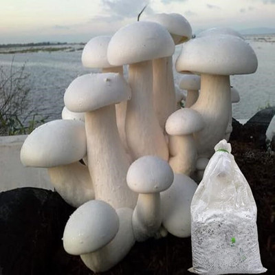 GREENSEA Mushroom Seed(94 per packet)