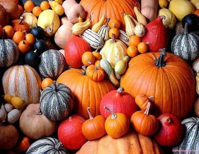 KNESSiN Organic Giant Ornamental Mix Pumpkin Seeds For Gardening (60 Seeds) Seed(60 per packet)