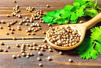 CYBEXIS XL-97 - Cilantro Magnum - (2250 Seeds) Seed(2250 per packet)