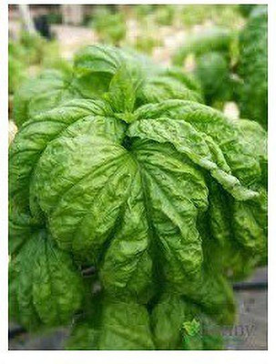 VibeX TLX-75 - Lettuce Leaf Basil - (4500 Seeds) Seed(4500 per packet)