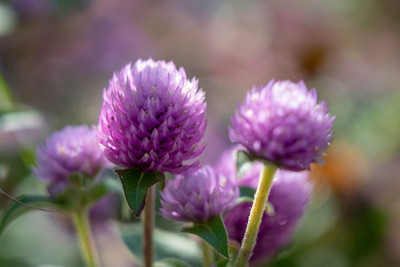 STARKC Gomphrena Globosa Flower Seed(80 per packet)