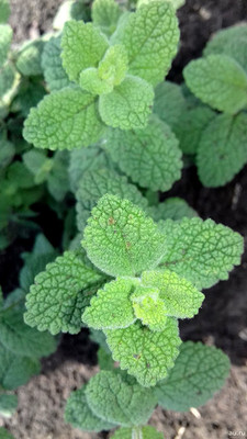 VibeX ® RXI-93 Apple Mint Mentha Rotundifolia Seed(200 per packet)