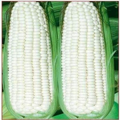 CYBEXIS Sweet White Corn Seeds 2000 Seeds Seed(2000 per packet)