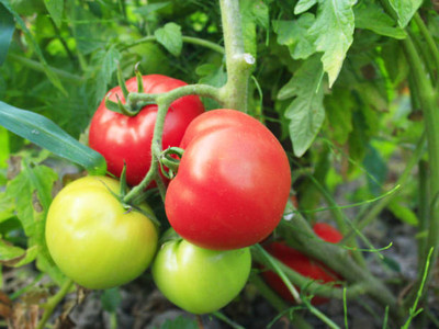 THAMMAR tomato Seed(25 per packet)