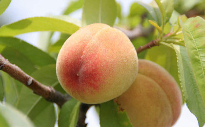 Aywal Peach Fruit Seed(5 per packet)