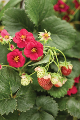 Srijagarden strawberry plant Seed(1 per packet)