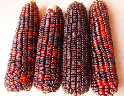 VibeX ® XLR-697 Heirloom Red Dent Corn Seed(500 per packet)