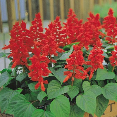 KANAYA Salvia(Red) F1 Hybrid Flower Seeds For Home Gardening Seed(38 per packet)