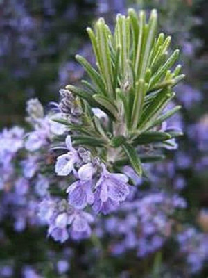 CYBEXIS VVI-72 - Giant Rosemary - (750 Seeds) Seed(750 per packet)