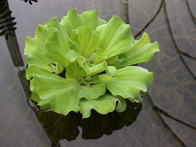 the green dotcom Water Cabbage Seed Seed(10 per packet)